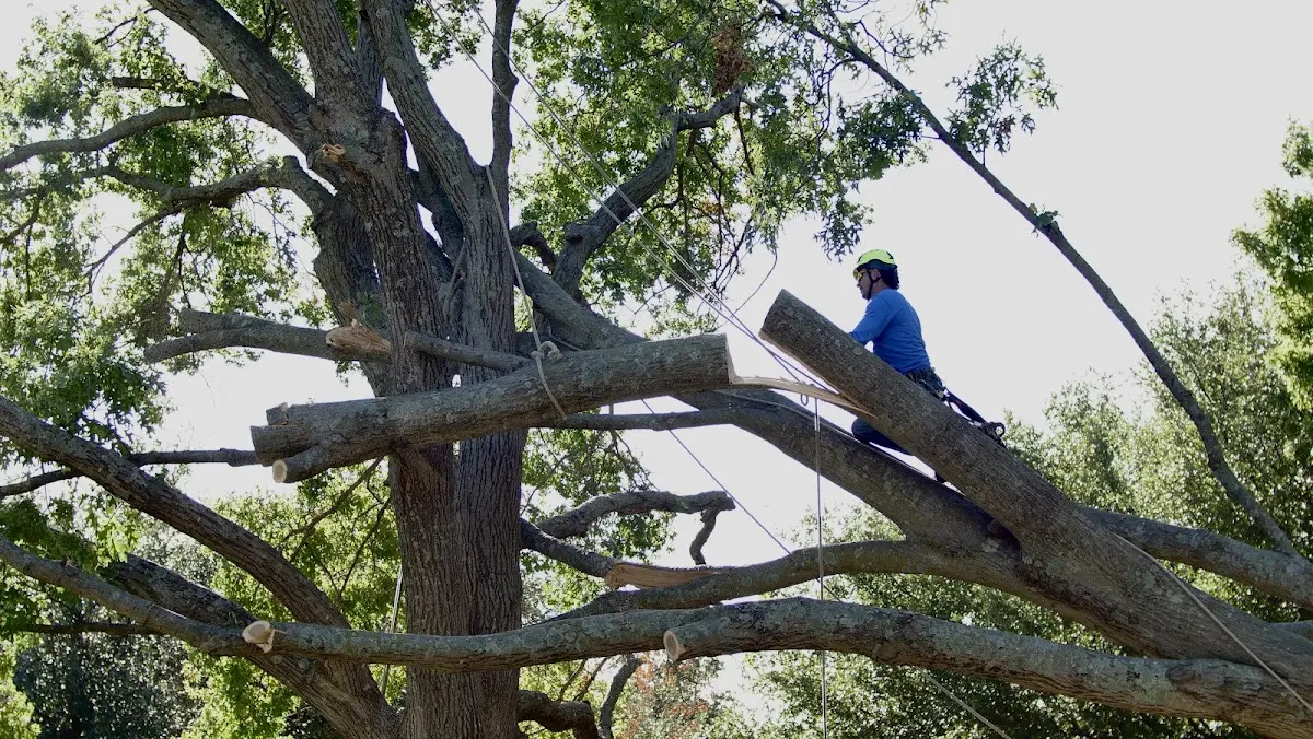 Professional Hazardous Tree Removal performed by certified arborists in Waleska