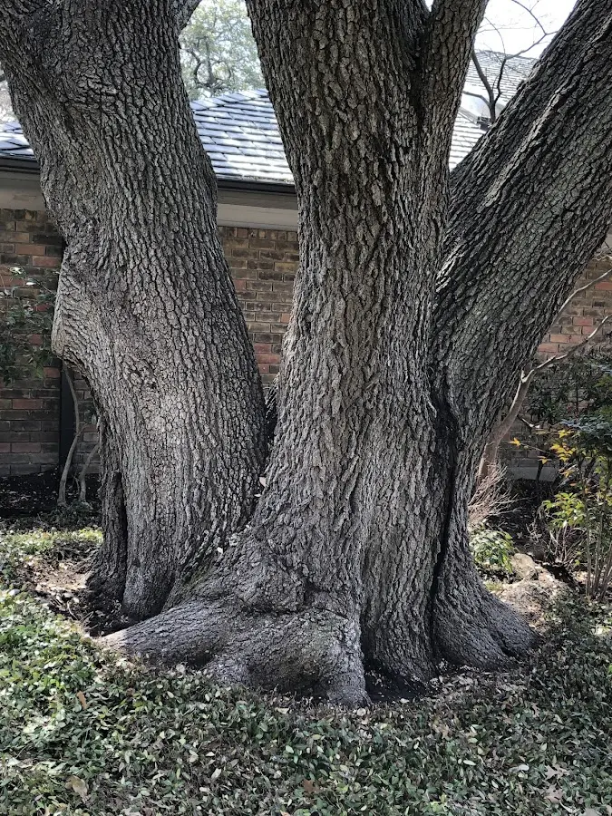 Mature heritage tree close to a Waleska property cared for by certified arborists